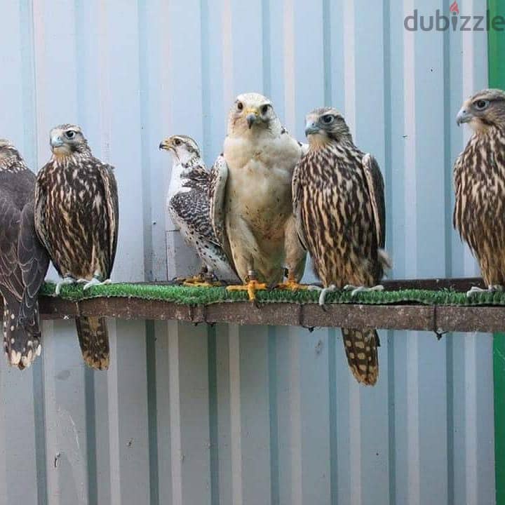 Tamed Peregrine Falcons for sale 1