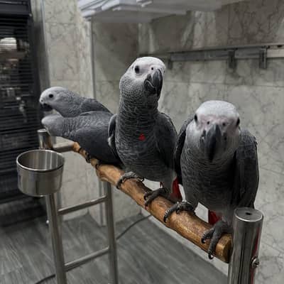 African Grey Parrots and Fertile Parrot Eggs