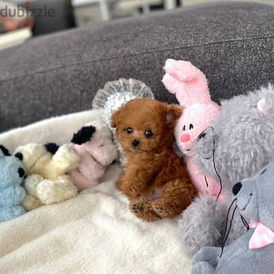 POODLE PUPPY WhatsApp me +4917629216066