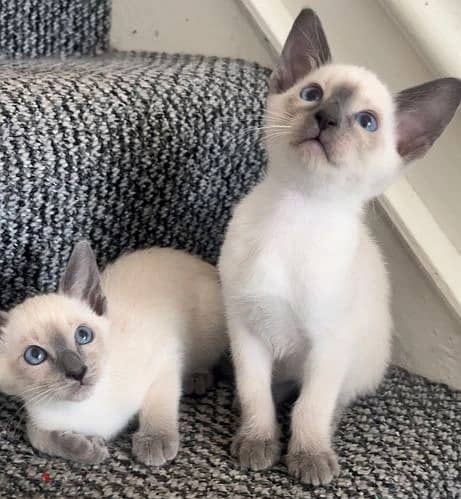 Whatsapp Me +966583921348 Siamese Cats 1