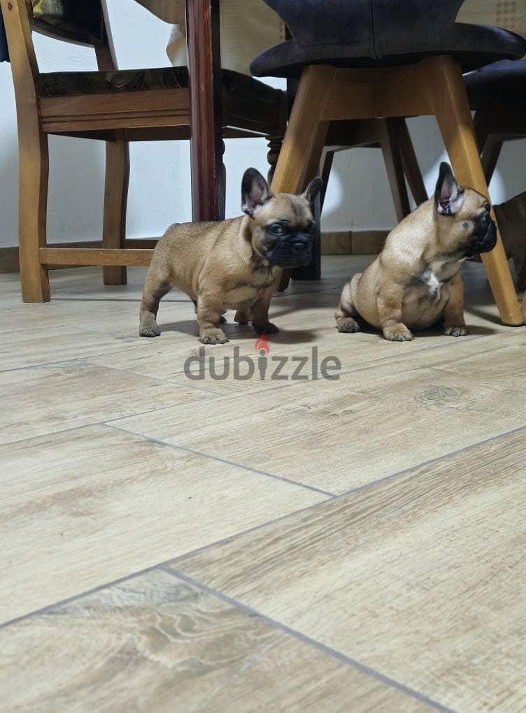 French Bulldog Puppies. Whatsapp me +972553390216. 1