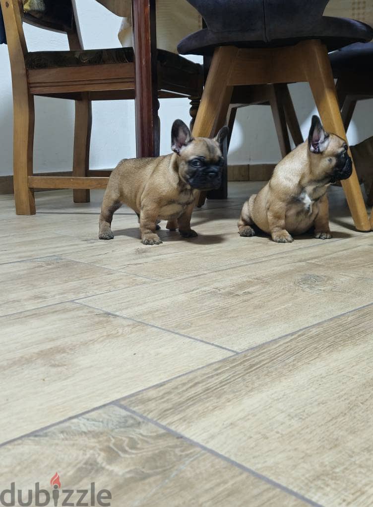 French Bulldog Puppies. Whatsapp me +972553390216. 1