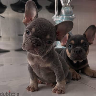 Whatsapp me +972553390216. French Bulldog Puppies.