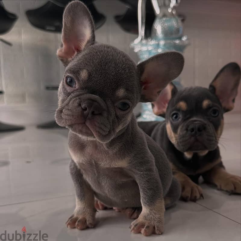 Whatsapp me +972553390216. French Bulldog Puppies. 0