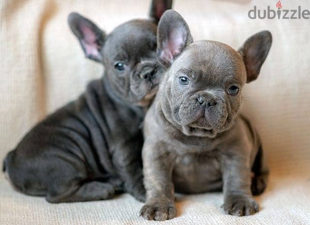 Whatsapp me +972553390216. French Bulldog Puppies. 1