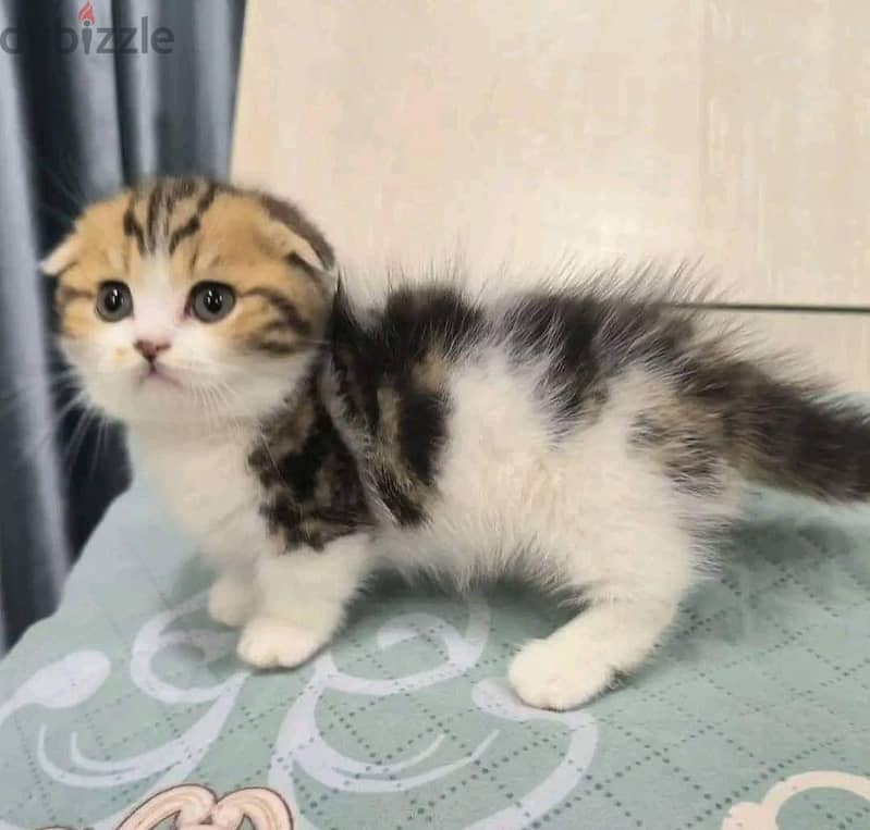 Scottish fold kittens Available 0