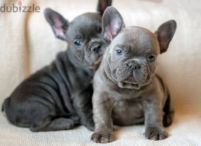 French Bulldog Puppies. Whatsapp me +972553390216.