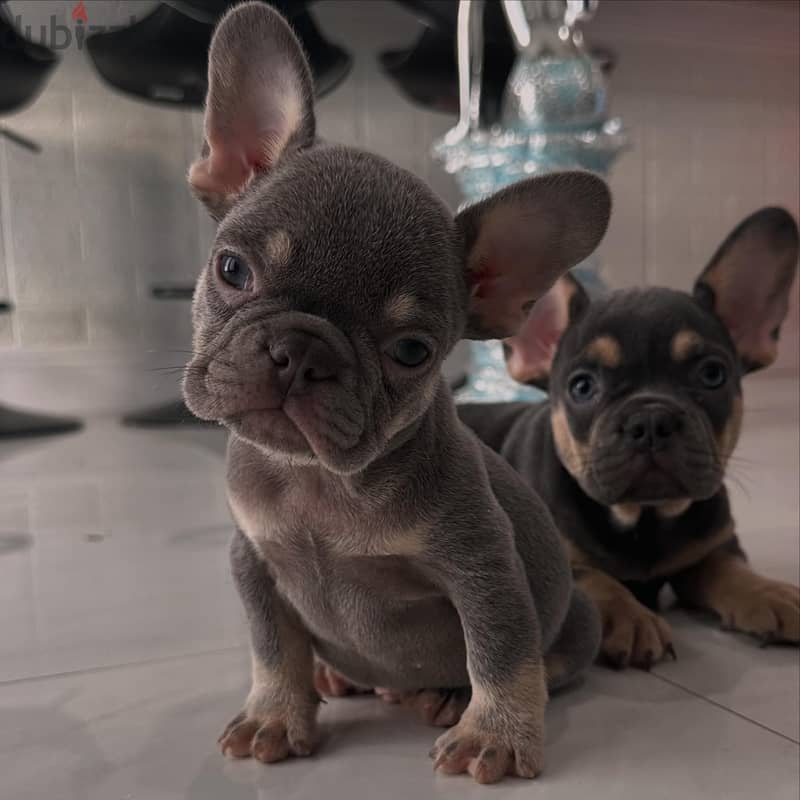 French Bulldog Puppies. Whatsapp me +972553390216. 1