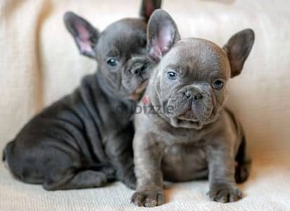 French Bulldog Puppies. Whatsapp me +972553390216.