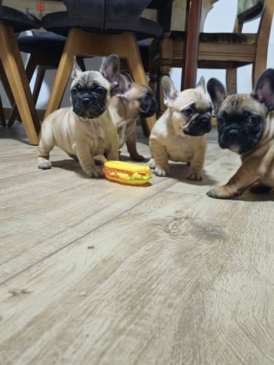 Whatsapp me +972553390216. French Bulldog Puppies.