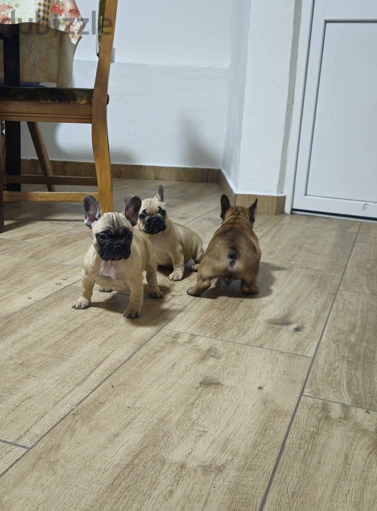 Whatsapp me +972553390216. French Bulldog Puppies. 1