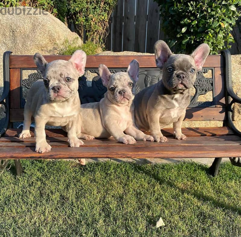 French Bulldog Puppies. Whatsapp me +972553390216. 1