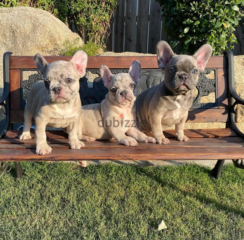 French Bulldog Puppies. Whatsapp me +972553390216. 1