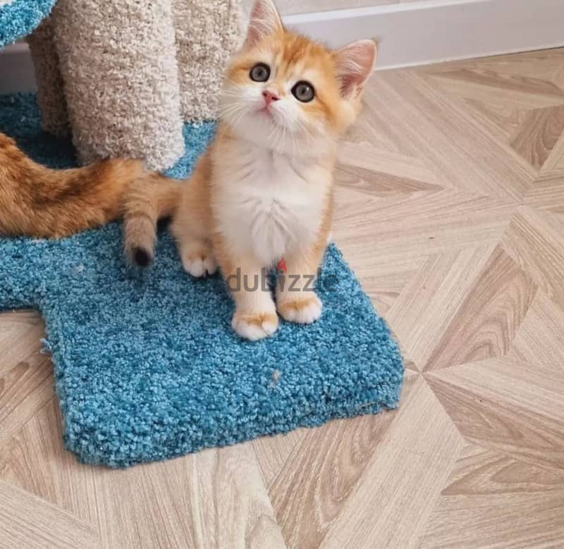 Munchkin kittens Available For Adoption 0