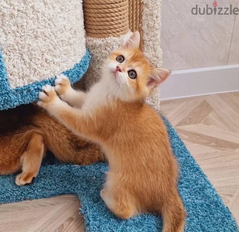 Munchkin kittens Available For Adoption 1