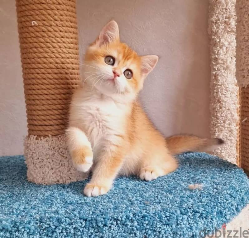 Munchkin kittens Available For Adoption 2