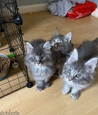 Whatsapp Me +972555074990 Maine Coon Cats 1