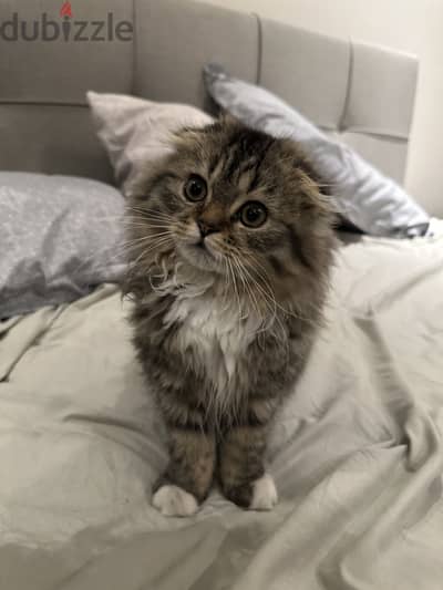 Scottish fold female kitten for sale