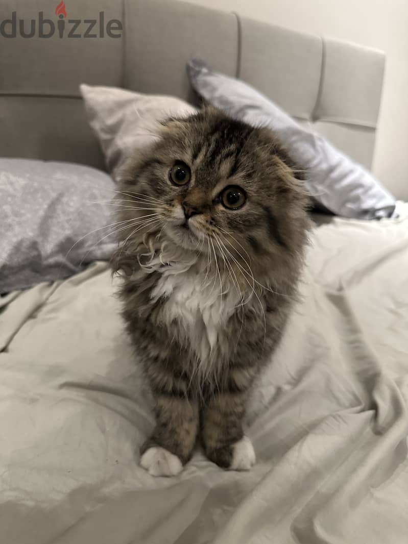 Scottish fold female kitten for sale 0