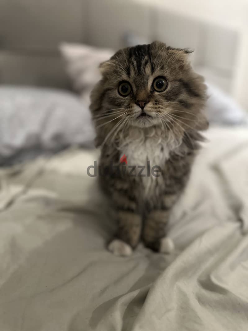 Scottish fold female kitten for sale 1