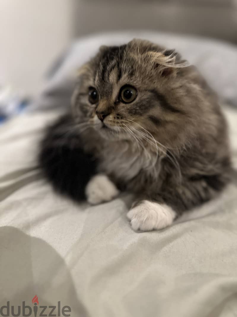 Scottish fold female kitten for sale 2