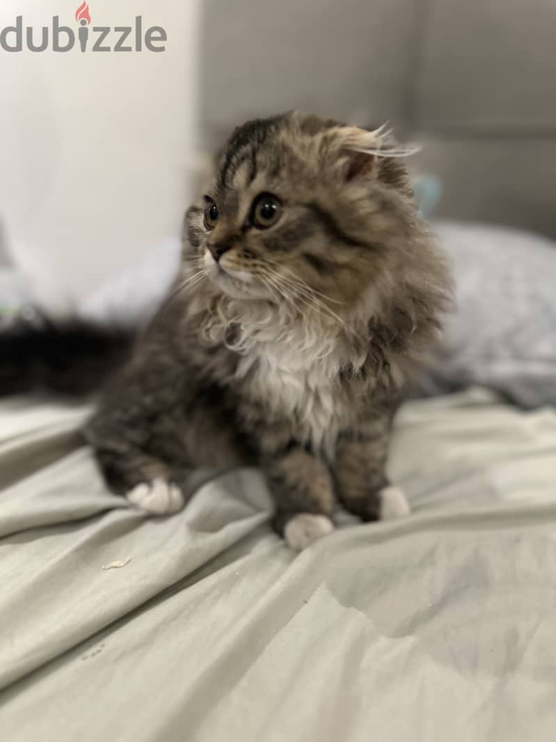 Scottish fold female kitten for sale 3