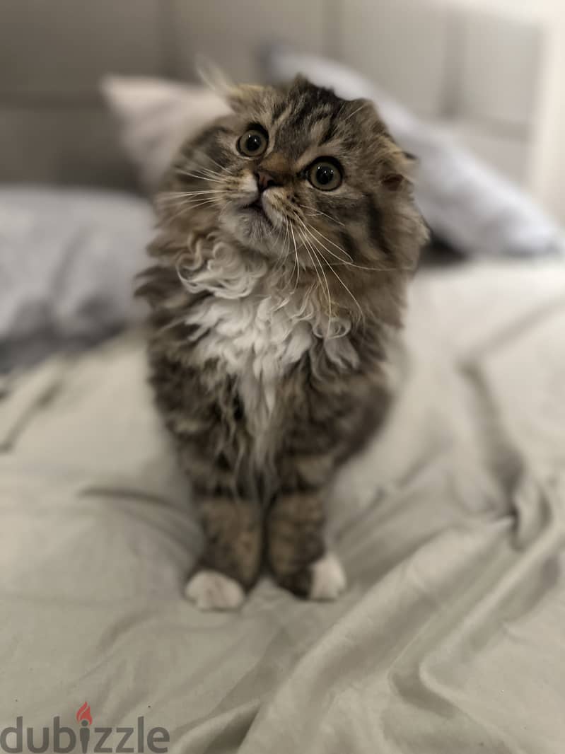 Scottish fold female kitten for sale 4