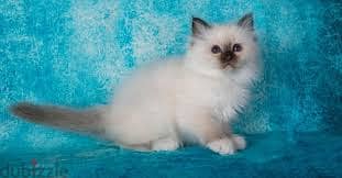 Whatsapp Me +96878738119 Birman for sale