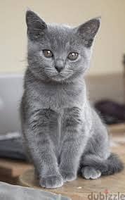 Whatsapp ,Me +96878738119 Chartreux for sale