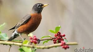 Whatsapp Me +96878738119 Amercian Robin for sale