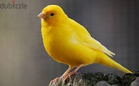 Whatsapp Me +96878738119 Canary for sale 0