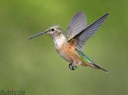 Whatsapp Me +96878738119 Hummingbird for sale