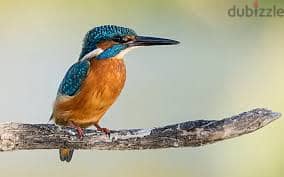 Whatsapp Me +96878738119 Kingfisher for sale