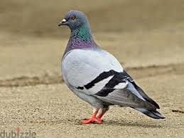 Whatsapp Me +96878738119 Rock Pigeon for sale