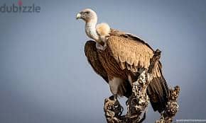 Whatsapp Me +96878738119 Vulture for sale