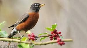 Whatsapp Me +96878738119 Amercian Robin for sale