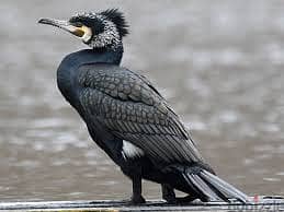 Whatsapp Me +96878738119 Cormorant for sale 0