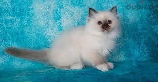 Whatsapp Me +96878738119 Birman for sale