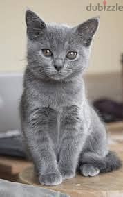 Whatsapp Me +96878738119 Chartreux for sale