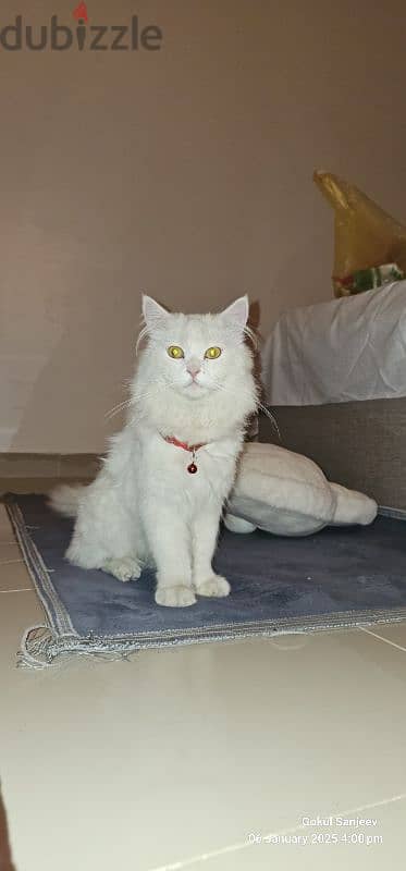 Elegant Turkish Angora cat for Sale – A Graceful Feline Companion!