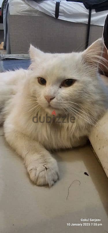 Elegant Turkish Angora cat for Sale – A Graceful Feline Companion! 1