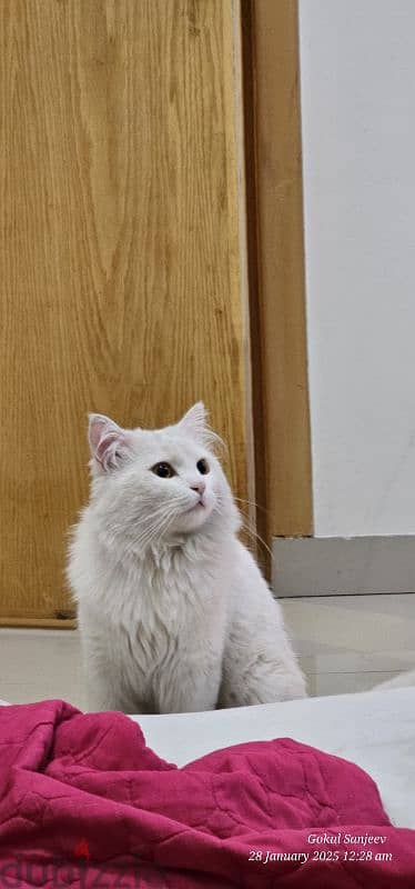 Elegant Turkish Angora cat for Sale – A Graceful Feline Companion! 2