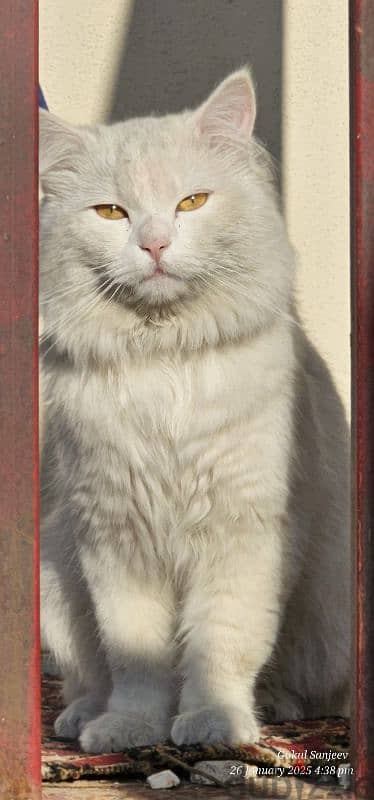 Elegant Turkish Angora cat for Sale – A Graceful Feline Companion! 3