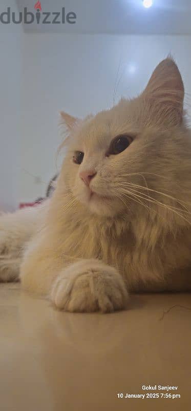 Elegant Turkish Angora cat for Sale – A Graceful Feline Companion! 4