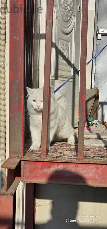 Elegant Turkish Angora cat for Sale – A Graceful Feline Companion! 5