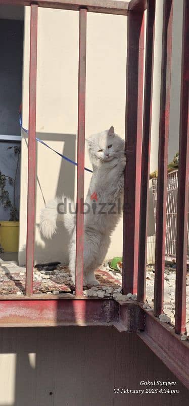 Elegant Turkish Angora cat for Sale – A Graceful Feline Companion! 8