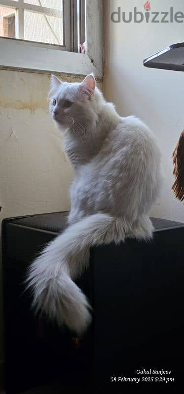 Elegant Turkish Angora cat for Sale – A Graceful Feline Companion! 9