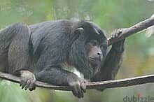 Whatsapp Me +96878738119 Black Howler Monkey (adult male) for sale