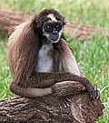 Whatsapp Me +96878738119 Brown Spider Monkey for sale