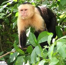 Whatsapp Me +96878738119 Capuchin Monkey for sale